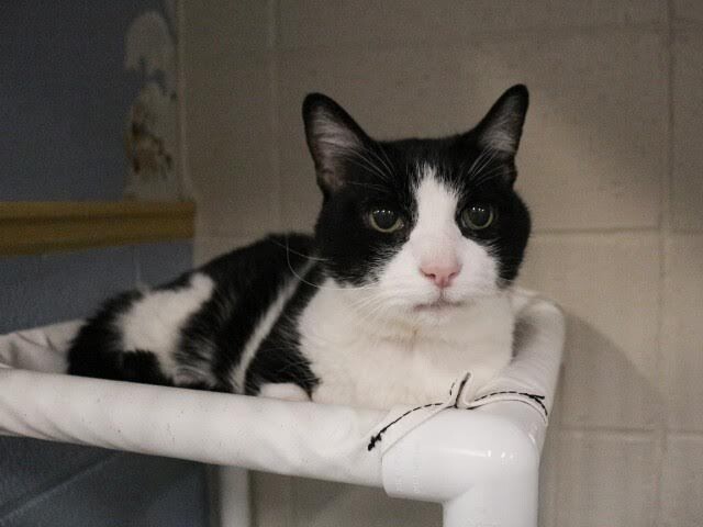 Picture of the Animal Listed